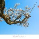 매화공원 이미지