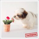 귀여운 강아지 이미지