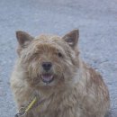 남부켄넬 이미지