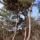 봉화산 솔바람길 이미지