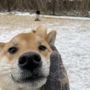 매일행복하개 이미지