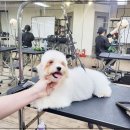 쇼독동물병원 | 반려동물학과 대학 말고 학위 취득 후 취업 후기
