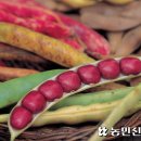 농민퇴비