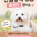 영시의 겸둥이겸 부러움의 대상 이미지