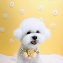 멍멍샤워 이미지