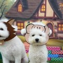 하이뭉치 유치원 | 풀이의 댕댕유치원 일대기 _ 신정동 하이뭉치유치원 편