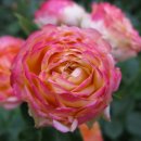 로만티카 이미지