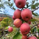 부석들풀농장2 | 요즘 부사 제철이죠 사과따기..영주 부석사과