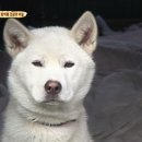 동물농장 이미지