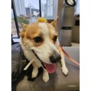 더본 동물병원 이미지