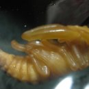 사슴벌레의 우화..번데기에서 성충으로 이미지