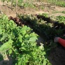 채희농장 이미지