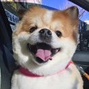 응암애견 이미지