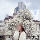 [용산] 목련카페 &#34;굿뉴스 카페앤모어&#34; 카페 후기