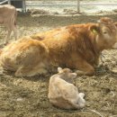 봄이네 농장 이미지