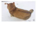안녕, 멍멍아 이미지