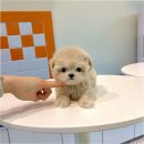 강아지 친구 | 평촌강아지분양에서 사랑스러운 친구를 만난 후기