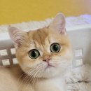 황제 펫 이미지