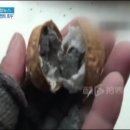 이 안에 호두