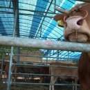 이땅에 한우 이미지