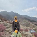 (주)굿모닝마을 | 광양매실매화축제와 구례 산수유축제를 굿모닝여행사에서 당일치기로 다녀오다
