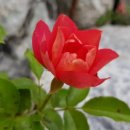 자미원농장 이미지