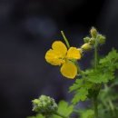 애기똥풀 이미지