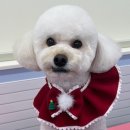 루틴펫살롱 이미지