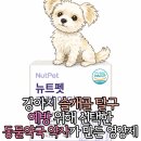 빛이나약국 | [리뷰] 강아지 슬개골 탈구 예방 위해 선택한 '뉴트펫 관절 액티브'