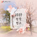 축사랑목장 | 올봄 안 가면 1년 내내 후회할 서산 벚꽃 명소! 한우목장 웰빙산책로 실시간 개화 상황과 주차, 애견...
