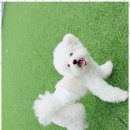 놀루오숑 이미지