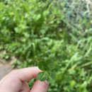 네잎클로버 이미지