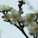 솔모루약국 이미지