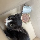 대리밑들 이미지