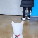 황제 동물병원 이미지