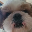 나는 댕댕 이미지