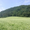 메밀꽃 필 무렵 이미지