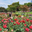 장미의거리 입구 이미지