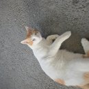 셀프세차 하러 왔는데 고양이 ㅈㄴ귀여움 이미지
