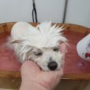 멍스바스 이미지