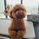 루이앤코코 이미지