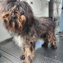 맡겨주개 이미지