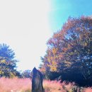 화석(규화목) | 경상남도 수목원에서 만난 2억 년의 비밀! (규화목(珪化木)