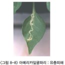 착색단고추(파프리카) - 충해(기생충) 아메리카잎굴파리(American serpentine leafminer) 이미지