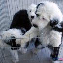 진리동물병원 이미지