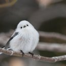 희고