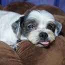 행복애견 이미지