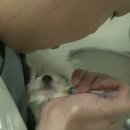 대학동물병원 이미지