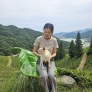 초록잎이 펼치는 세상 이미지