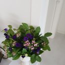 소피아방 이미지